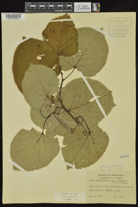 Tilia americana var. heterophylla image