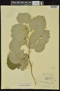 Tilia americana var. heterophylla image