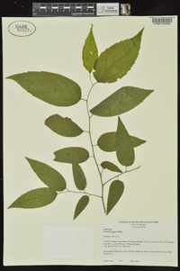 Celtis laevigata image