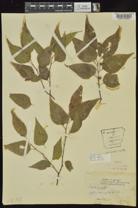 Celtis laevigata image