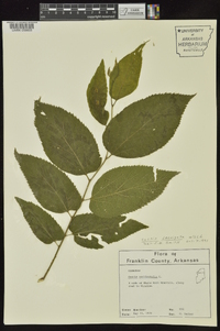 Celtis laevigata image