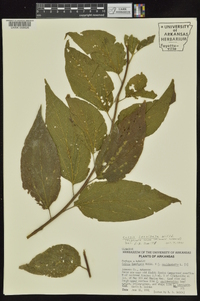 Celtis laevigata image