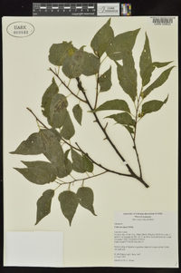 Celtis laevigata image