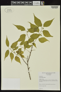 Celtis laevigata image