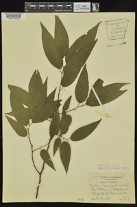 Celtis laevigata image