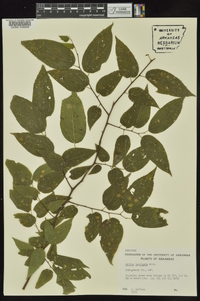 Celtis laevigata image