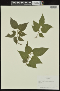 Celtis laevigata image