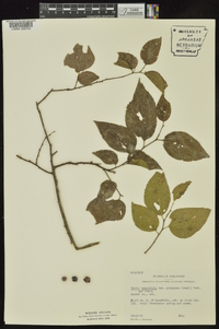 Celtis tenuifolia image