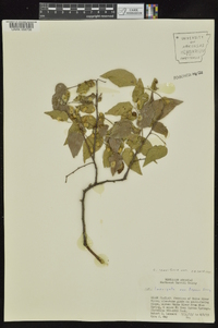 Celtis tenuifolia image