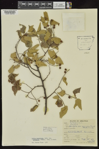 Celtis tenuifolia var. georgiana image