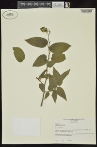 Celtis tenuifolia image