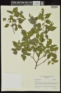 Celtis tenuifolia image