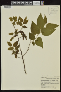 Celtis tenuifolia image