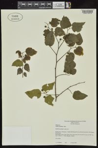 Celtis tenuifolia image