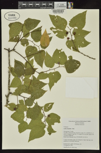 Celtis tenuifolia image