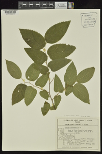 Celtis tenuifolia image