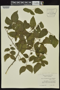 Celtis tenuifolia image