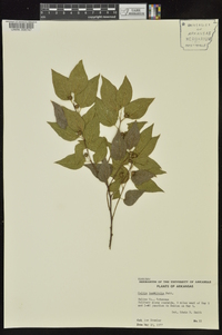 Celtis tenuifolia image