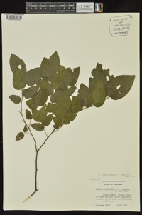 Celtis tenuifolia image