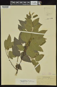 Celtis tenuifolia image