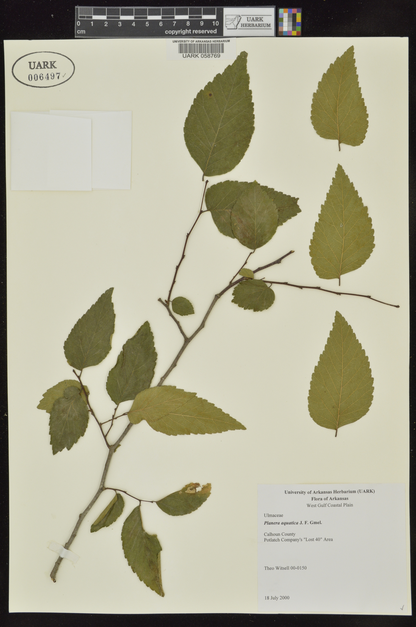 Planera aquatica image