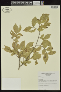 Ulmus alata image