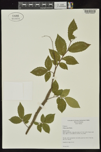 Ulmus alata image