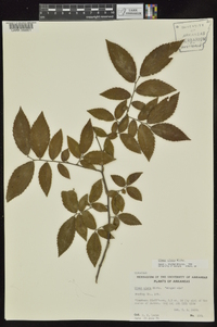 Ulmus alata image