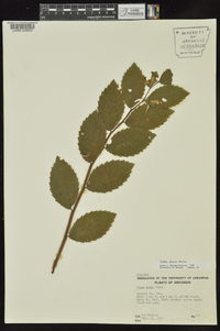 Ulmus alata image