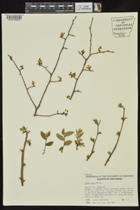 Ulmus alata image