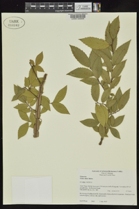 Ulmus alata image