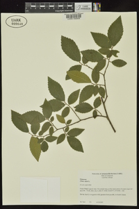 Ulmus alata image