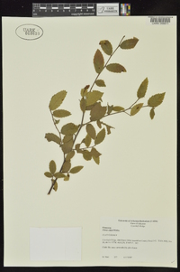 Ulmus alata image