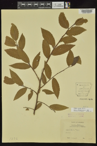 Ulmus alata image