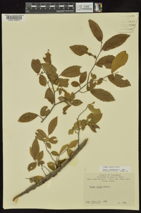 Ulmus alata image