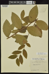 Ulmus alata image