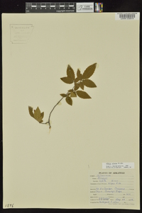 Ulmus alata image