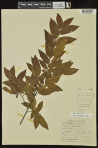 Ulmus alata image