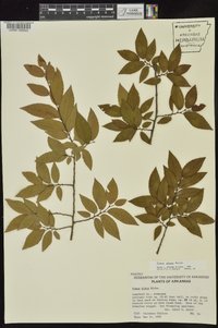 Ulmus alata image