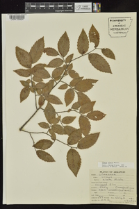 Ulmus alata image