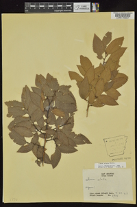 Ulmus alata image