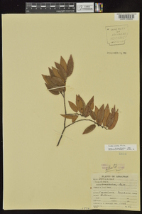 Ulmus alata image