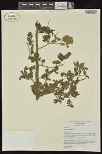 Ulmus alata image