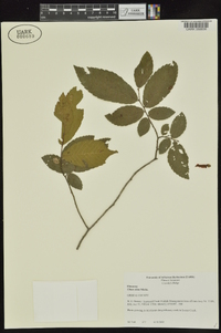 Ulmus alata image