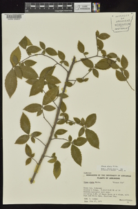 Ulmus alata image