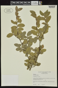 Ulmus alata image