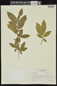 Ulmus alata image