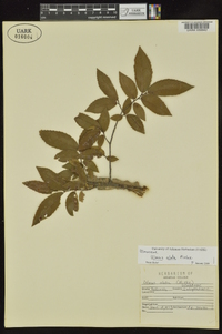 Ulmus alata image