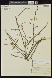 Ulmus alata image