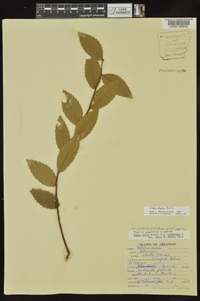 Ulmus alata image